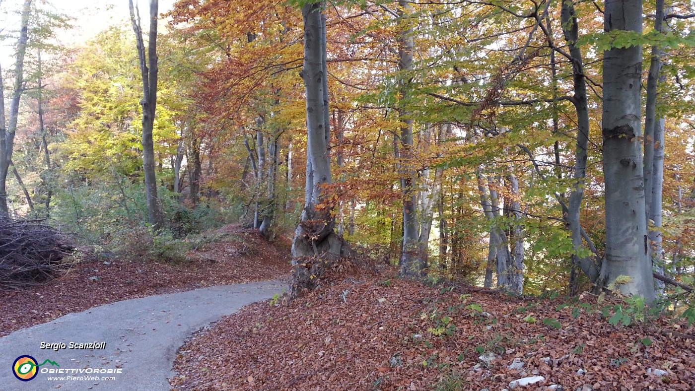 31 DI NUOVO NEL BOSCO.jpg